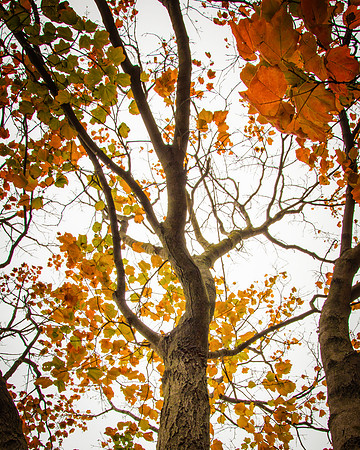 Kansas red fall 3