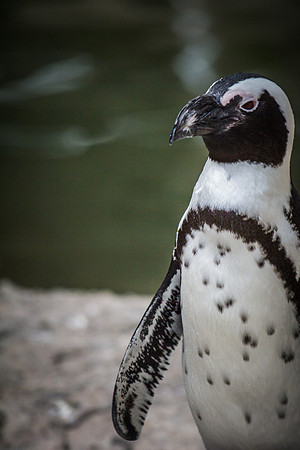 denver zoo 09082014-21