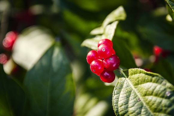 Red berries