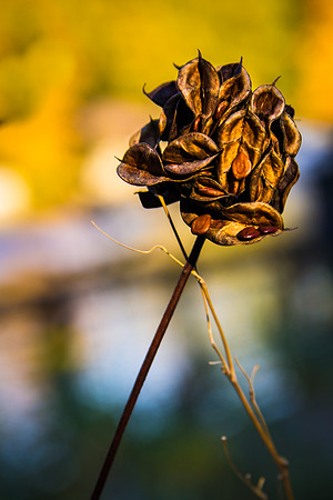 two seeds in a pod 1