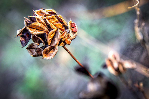 two seeds in a pod 1