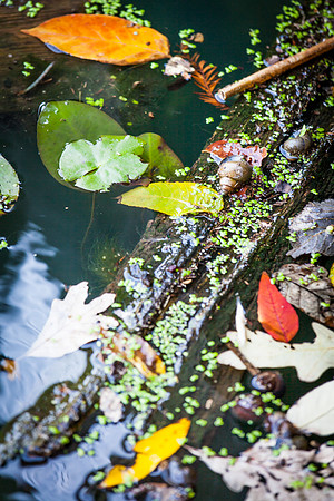 Autumn comes to the pond