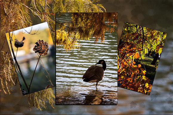Fall triptych