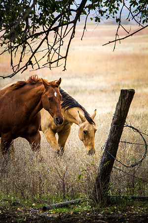 Horses in the prairie - 1