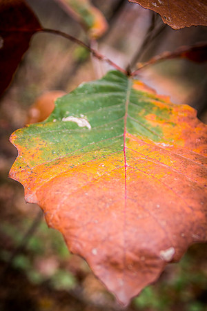 arboretum-26