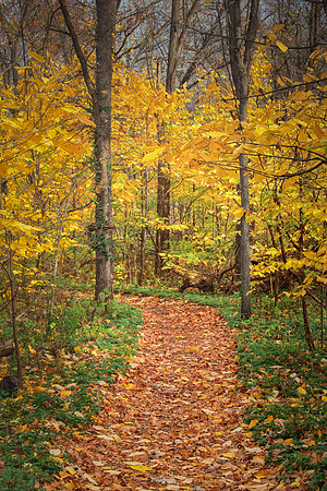 Yellow Trail