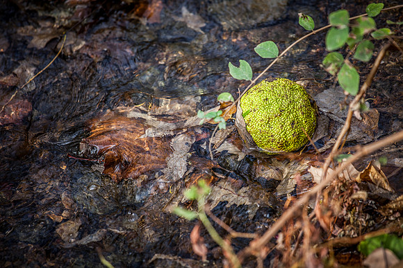 Osage Orange