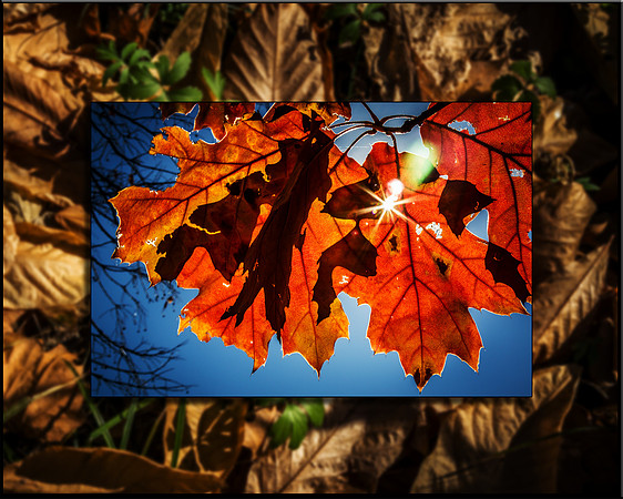 Shine of Fall 8x10 1