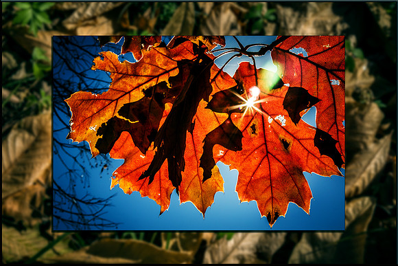 Shine of Fall - 24x36