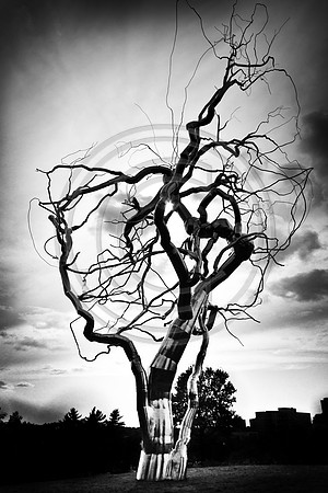 Fermented - The Nelson Atkins