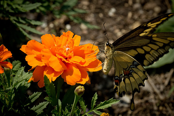 Memorial Day Arboretum-6