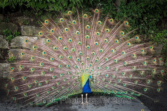 591A0172