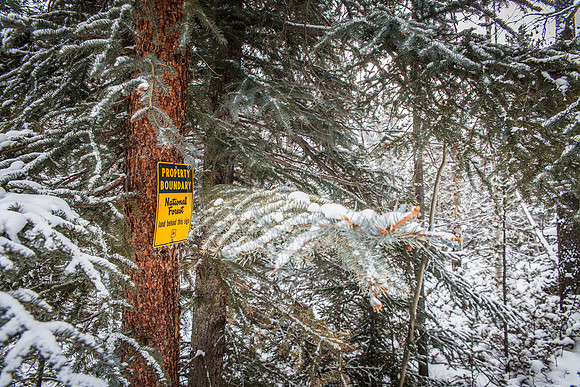 National Forest