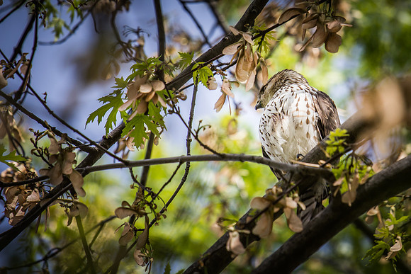 Cooper’s Hawk