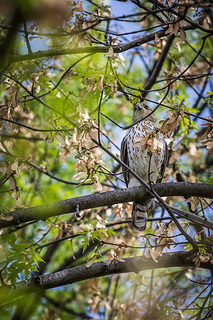 Cooper’s Hawk