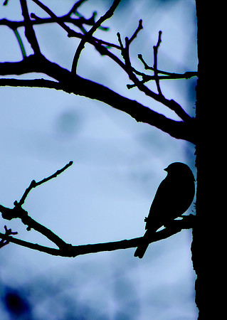 Linn County Birds