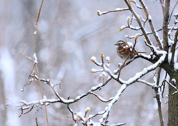 Spring Snow and a cold Sparrow