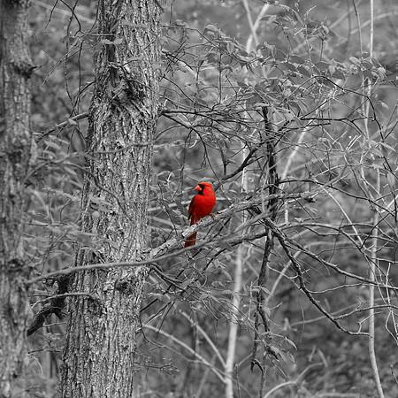 cardinal b w color