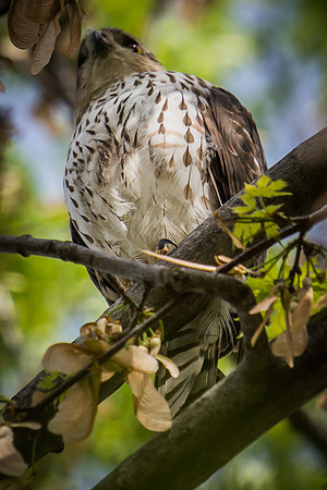 Cooper’s Hawk