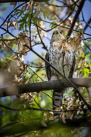 Cooper’s Hawk
