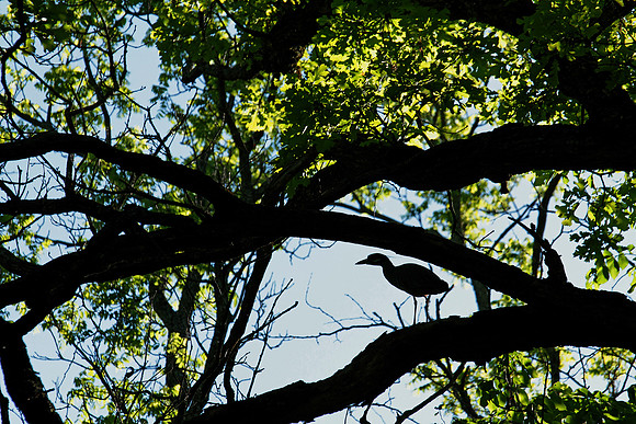 Yellow-crowned Night Heron 1