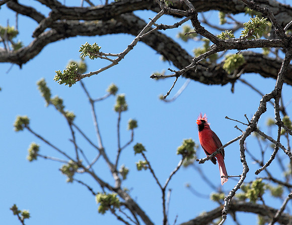 cardinal01