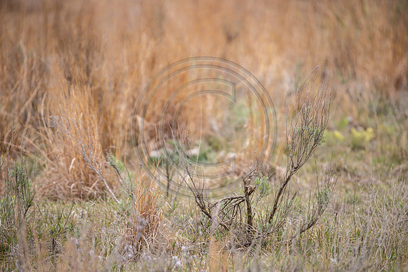 2021 Open Range-162