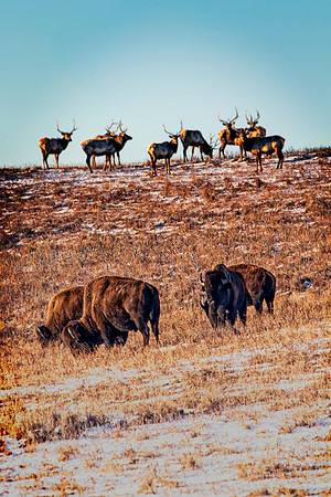 bison elk onlooking-2