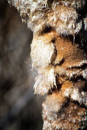 cat tail in the horse thief