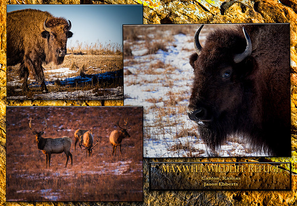 triptych maxwell wildlife refuge