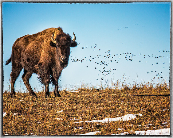 Bison on looking with geese 8x10