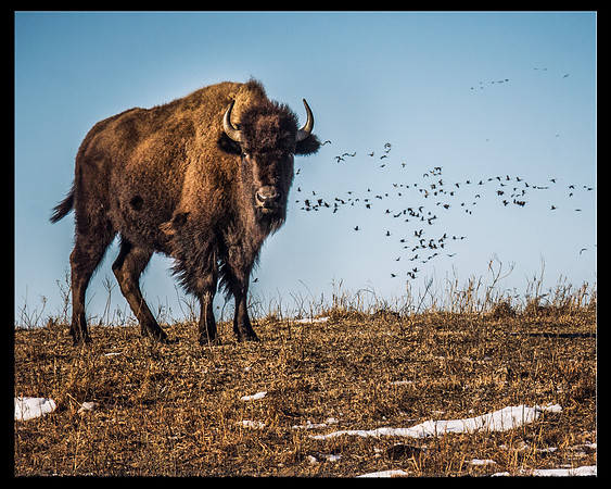 Bison on looking with geese 8x10 black border