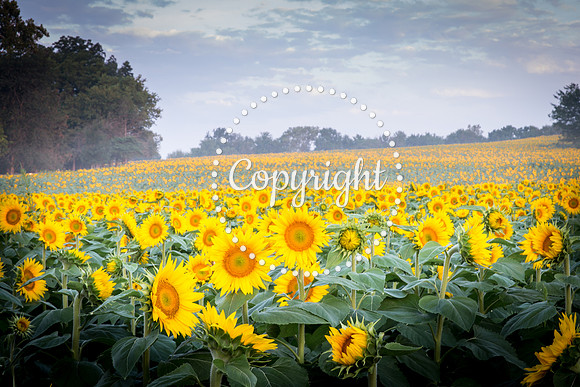 Sunflowers - Grinter Farms 2015