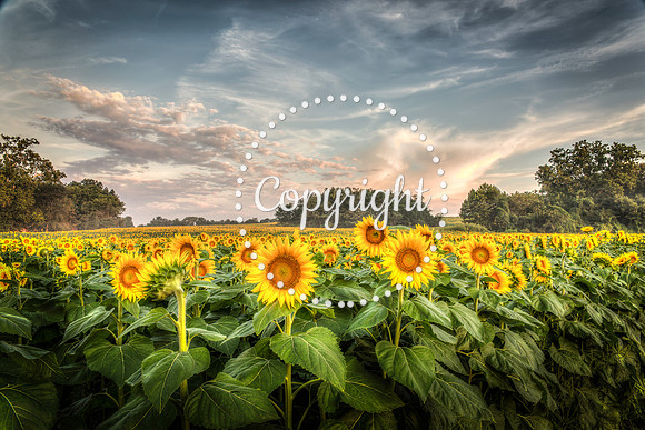 Sunflowers - Grinter Farms 2015