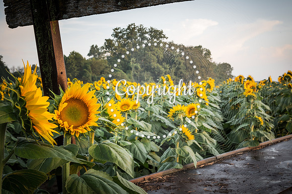 Sunflowers - Grinter Farms 2015