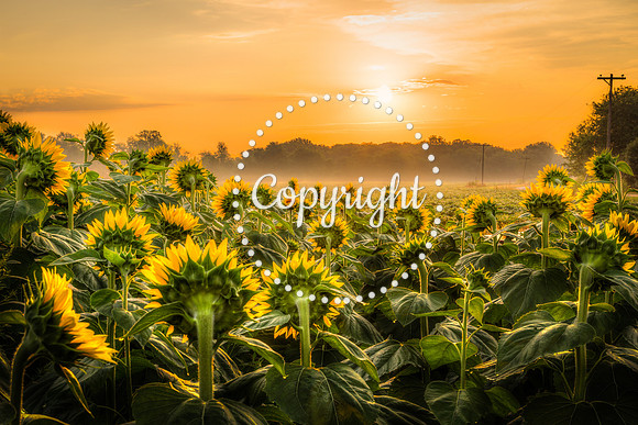 Sunflowers - Grinter Farms 2015