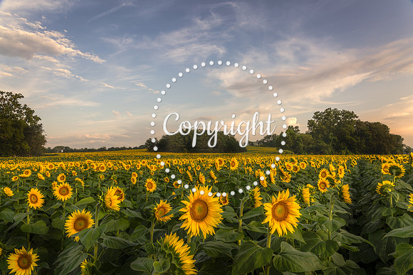 Sunflowers - Grinter Farms 2015
