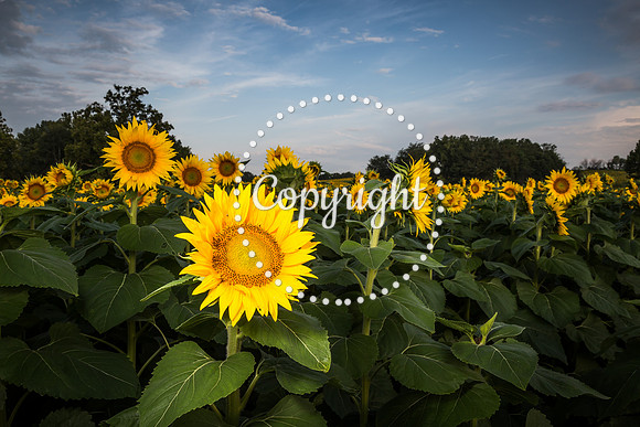 Sunflowers - Grinter Farms 2015