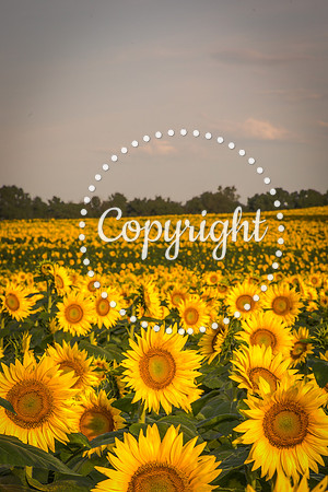 Sunflowers - Grinter Farms 2015