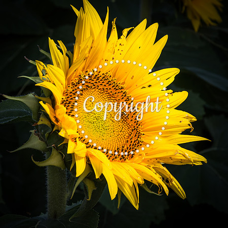Sunflowers - Grinter Farms 2015