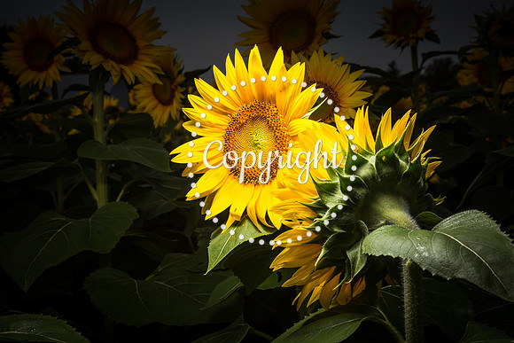 Sunflowers - Grinter Farms 2015