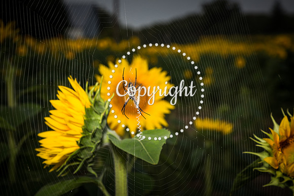 Sunflowers - Grinter Farms 2015