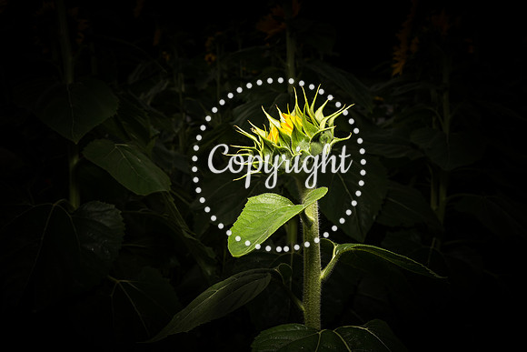 Sunflowers - Grinter Farms 2015