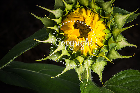 Sunflowers - Grinter Farms 2015