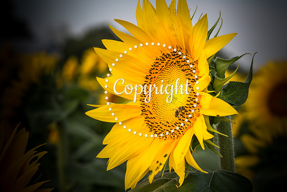 Sunflowers - Grinter Farms 2015