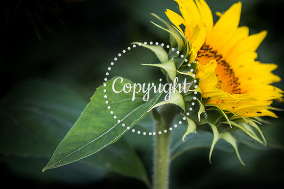 Sunflowers - Grinter Farms 2015