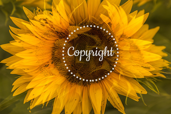 Sunflowers - Grinter Farms 2015