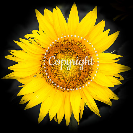 Sunflowers - Grinter Farms 2015
