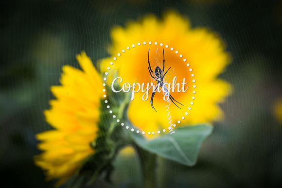 Sunflowers - Grinter Farms 2015