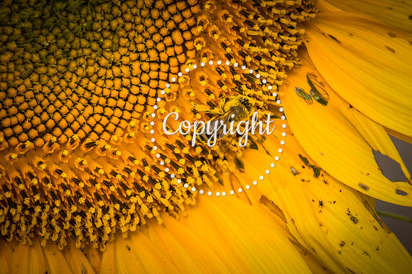 Sunflowers - Grinter Farms 2015